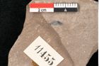 Foto (Detailansicht) von Plantae indet.  (NHMW-GEO-2024-0188-11455)